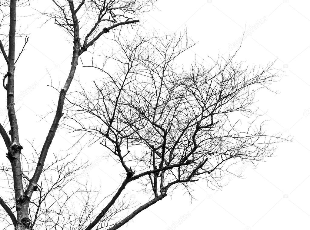 Tree branches.