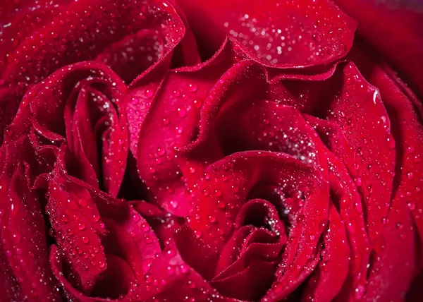 Rose rouge. — Photo