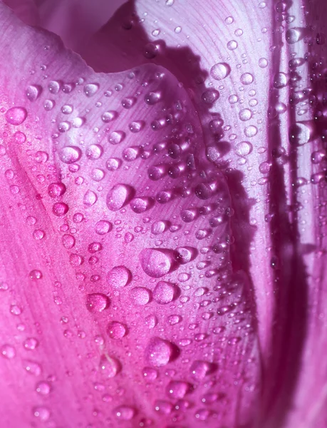 Kapka vody na růžové okvětní lístky. — Stock fotografie