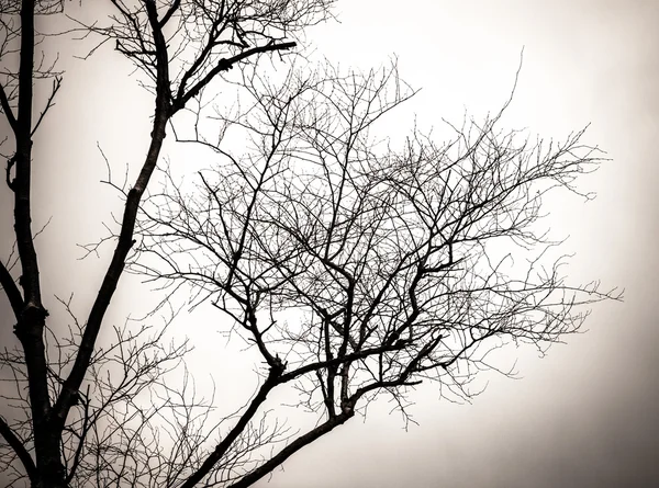 Gałęzie drzewa. — Zdjęcie stockowe