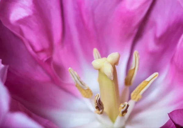 Roze tulp. — Stockfoto