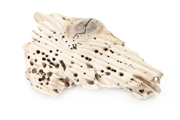 Piece of wood with termite holes. — Stock Photo, Image