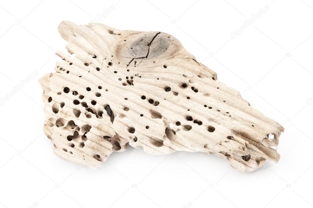 Piece of wood with termite holes.