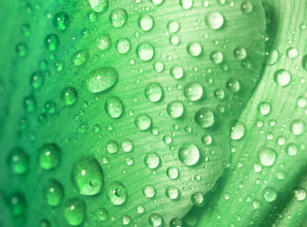 Gota de agua sobre pétalos verdes . — Foto de Stock