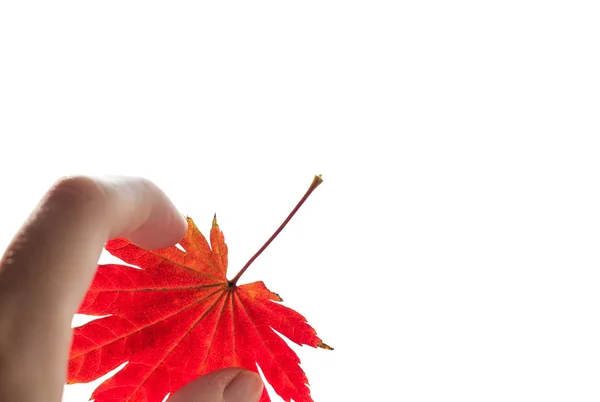 Mano mantenga hoja de arce rojo . — Foto de Stock