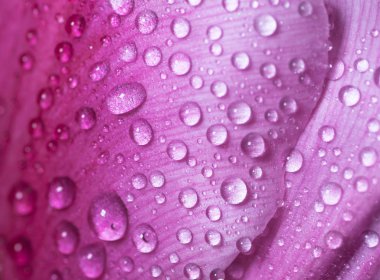 pembe yaprakları üzerinde su damlası.