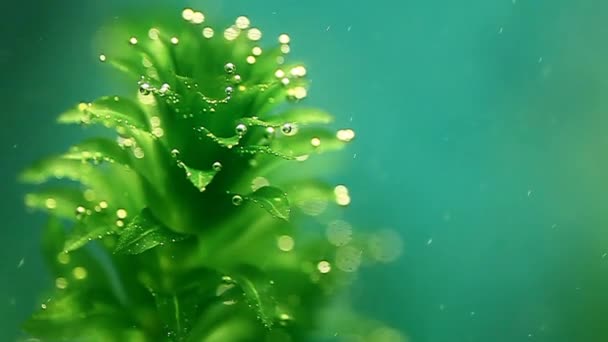 Algae. — Stock Video