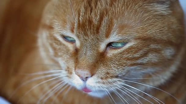 Chat.