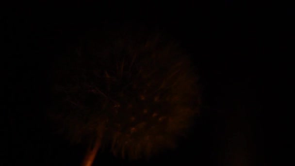 Pissenlit en flamme .