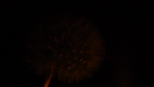 Dandelion in flame. — Stock Video