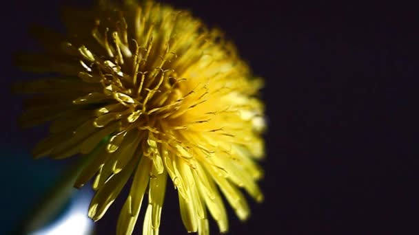 Diente de león. — Vídeos de Stock