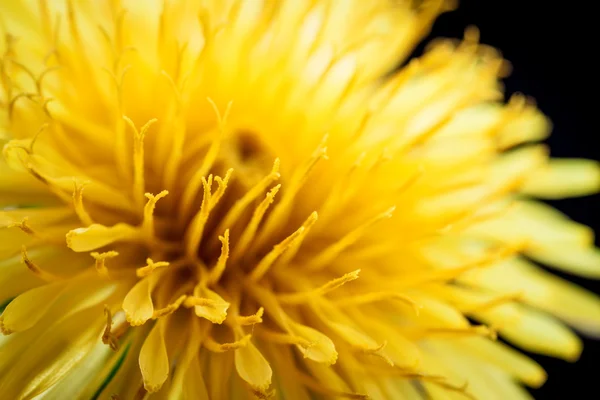 Dandelion flower. — Stock Photo, Image