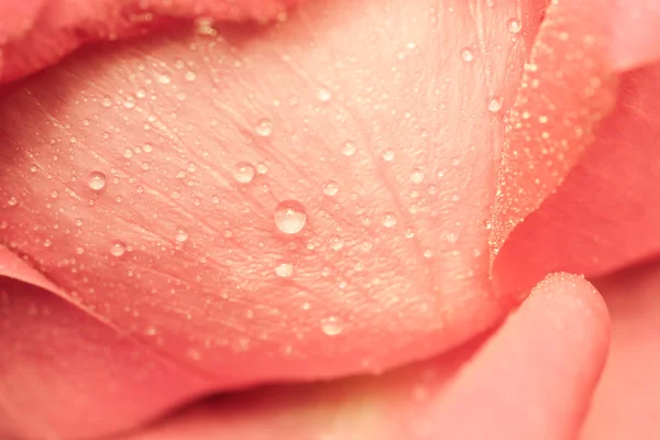 Waterdruppel op bloemblaadjes. — Stockfoto