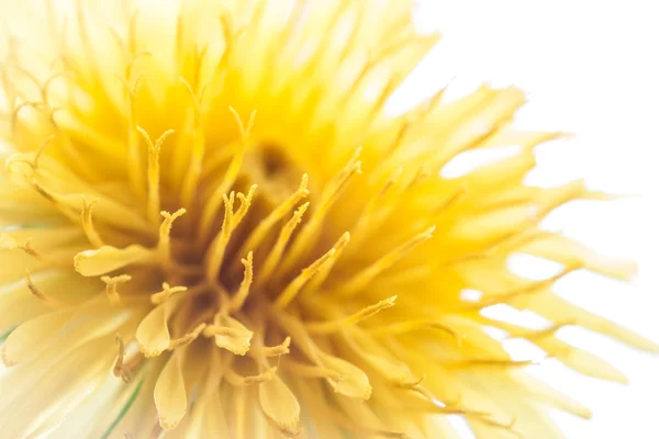 Dandelion flower. — Stock Photo, Image