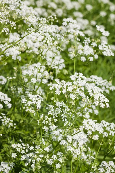 白花鲜花 — 图库照片
