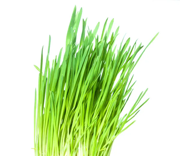 Groen gras. — Stockfoto