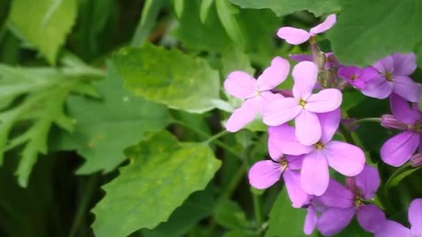 Hesperis matronalis. — Stockvideo