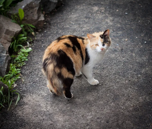 Gato callejero . — Foto de Stock