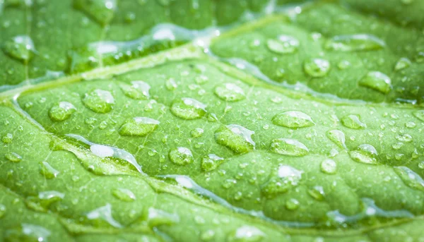 Zelený list s kapkami vody. — Stock fotografie