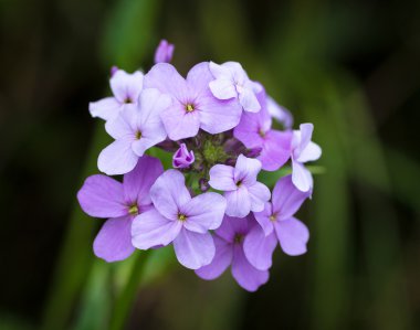 Hesperis matronalis.