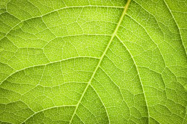 yaprak yeşil arka plan.