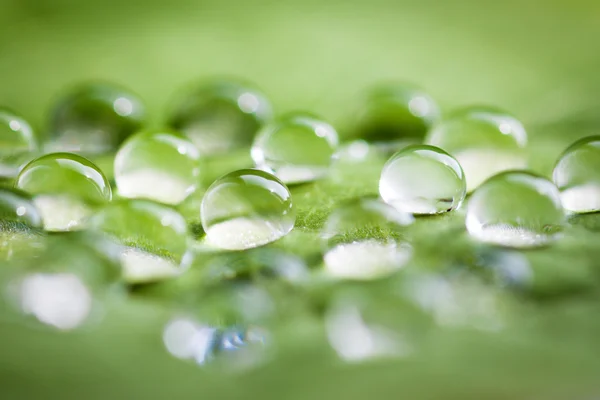 Hoja con gotas de agua. — Foto de Stock