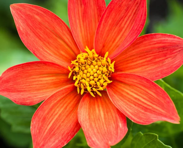 Red Cosmos Flower. — Stock Photo, Image