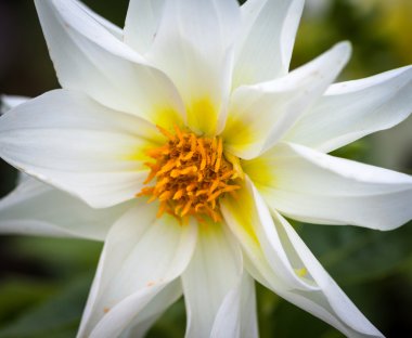 Beyaz cosmos çiçek.