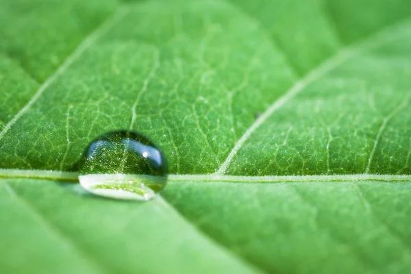 Feuille avec gouttes d'eau. — Photo