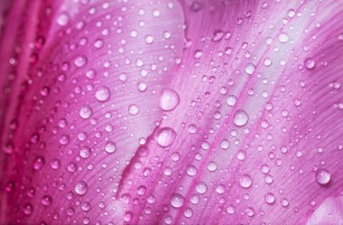 su damlası yaprakları üzerinde.