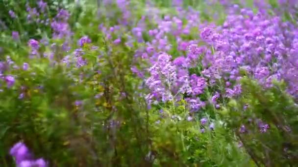 Hesperis matronalis. — Stockvideo