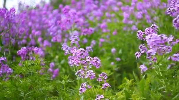 Hesperis matronalis. — Vídeo de Stock