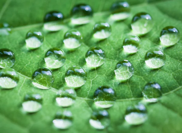 Hoja verde con gotas de agua. — Foto de Stock