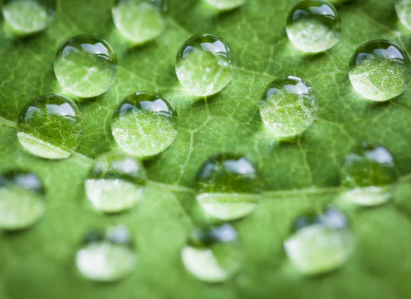 Зелений лист з краплями води . — стокове фото