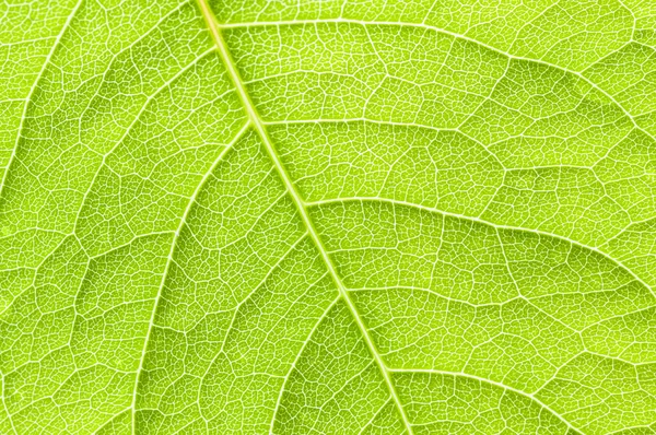 Groen blad. — Stockfoto