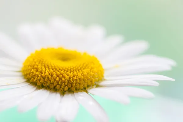 Kamomillblomma. — Stockfoto