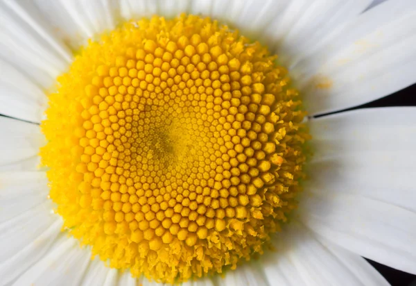 Chamomile flower. — Stock Photo, Image