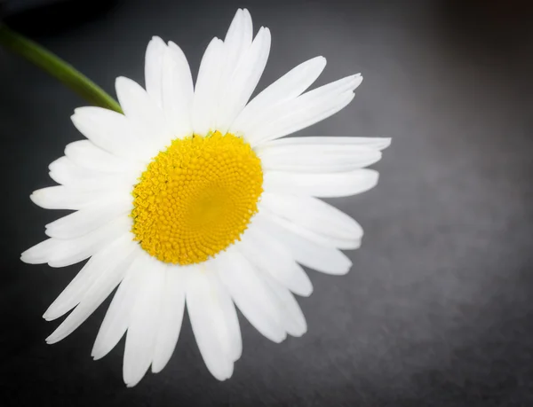 Kamomillblomma. — Stockfoto