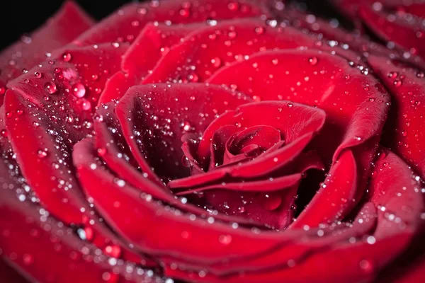 Red rose. — Stock Photo, Image