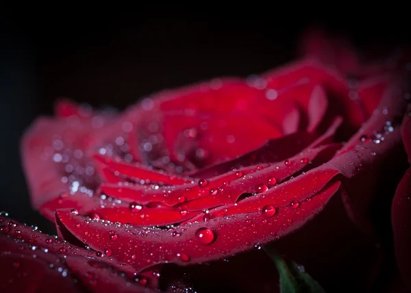 Rose rouge avec gouttes d'eau. — Photo