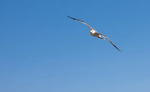 Flying seagull. — Stock Photo, Image