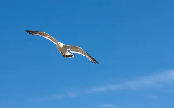 Flying seagull. — Stock Photo, Image