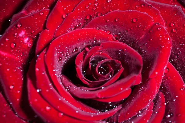 Červená růže s kapkami vody. — Stock fotografie