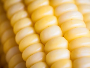 sarı mısır arka plan.