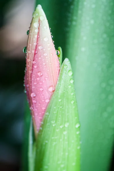 Růžový květ bud. — Stock fotografie