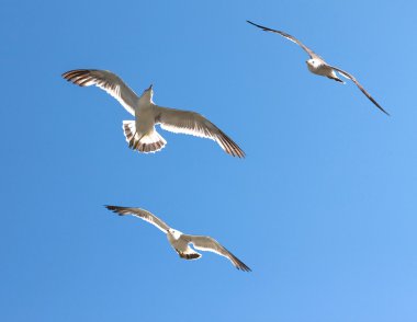 martı.
