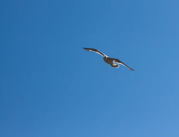 Seagull. — Stock Photo, Image