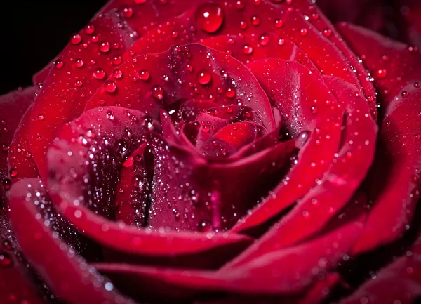 Rosa roja con gotas de agua. — Foto de Stock