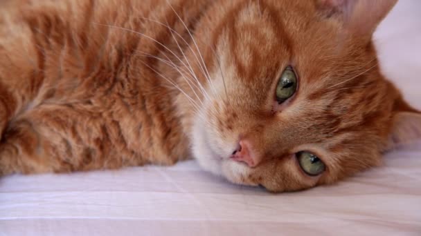 Chat.