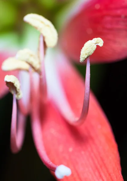 Pink lily with stamen and pistils. — Stock Photo, Image